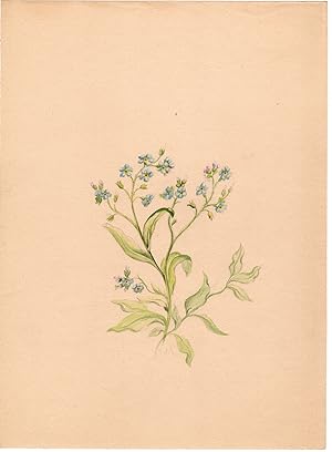 Antique Drawing-PLANT-FORGET ME NOT- MYOSOTIS-Anonymous-c. 1900