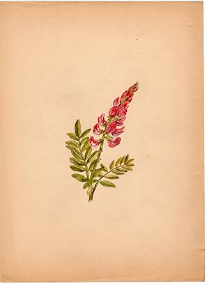 Antique Drawing-PLANT-ESPARCETTE-ONOBRYCHIS VICIIFOLIA-Anonymous-c. 1900
