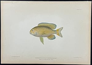 Fish (Eupomacentrus Fuscus)