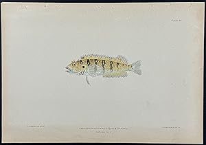 Fish (Labrisomus Nuchipinnis)