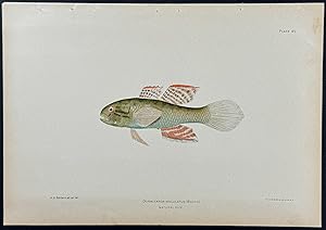 Fish (Dormitator Maculatus)