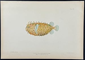 Puffer or Blowfish (Chilomycterus Antennatus)