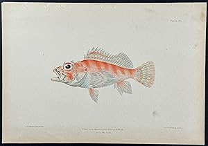 Fish (Pontinus Macrolepis)