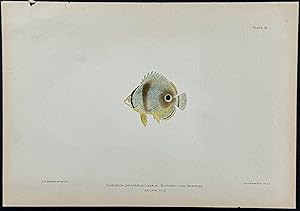 Butterfly-Fish