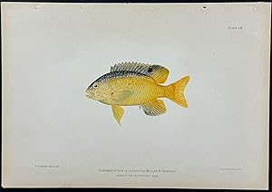 Fish (Eupomacentrus Leucostictus)