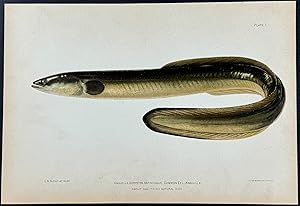 Common Eel