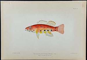 Fish (Prionodse Baldwini)
