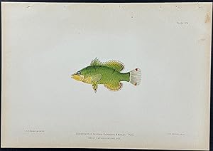 Fish (Doratonotus Decoris)