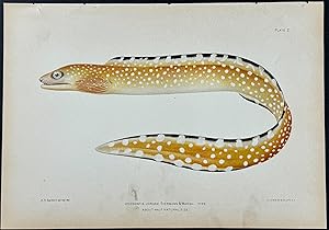 Eel (Lycodontis Jordani)