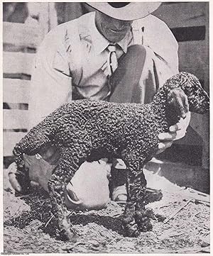 An Expedition to Bokhara, Russian Central Asia, to study the Karakul Sheep Industry. By Robert K....