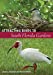 Imagen del vendedor de Attracting Birds to South Florida Gardens [Soft Cover ] a la venta por booksXpress