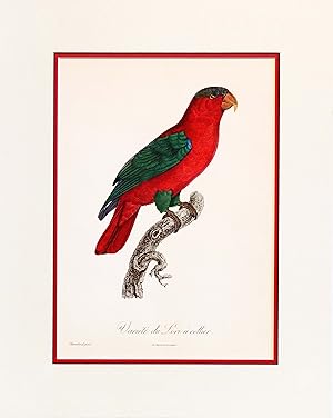 1960s French Bird Print, Jacques Barraband, Le Lori a Collier (The Lory or Collared Parrot)