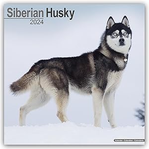 Bild des Verkufers fr Siberian Husky - Sibirische Huskys 2024 - 16-Monatskalender zum Verkauf von moluna