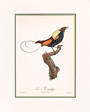 Seller image for 1960s French Bird Print, Jacques Barraband, Le Magnifique (The Tufted Manucode or The Magnificent) for sale by L'Affichiste Vintage Posters