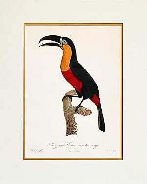 Seller image for 1960s French Bird Print, Jacques Barraband, Grand Toucan a Ventre Rouge (Large Toucan, Red Chest) for sale by L'Affichiste Vintage Posters
