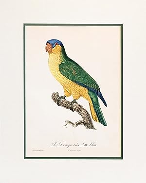 Seller image for 1960s French Bird Print, Jacques Barraband, Le Perroquet a Calotte Bleue (The Blue-Capped Parrot) for sale by L'Affichiste Vintage Posters