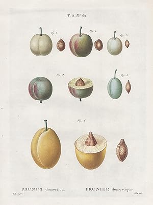 "Prunus domestica / Prunier domestique. T. 5. No. 62" - Pflaume plums / Botanik botanical botany ...