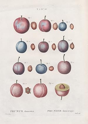 Imagen del vendedor de Prunus domestica / Prunier domestique" - Pflaume plums / Botanik botanical botany / Pomologie a la venta por Antiquariat Steffen Vlkel GmbH