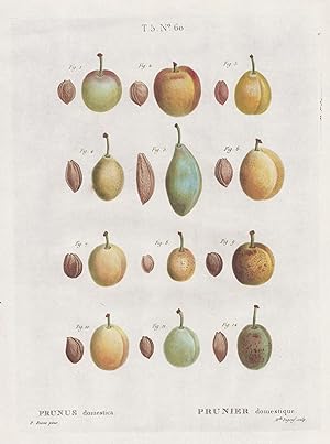 "Prunus domestica / Prunier domestique. T. 5. No. 60" - Pflaume plums / Botanik botanical botany ...