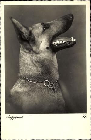 Ansichtskarte / Postkarte Aufgepasst, Schäferhund, Halsband, Portrait