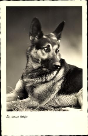 Ansichtskarte / Postkarte Ein treuer Helfer, Schäferhund, Portrait - NPG 4617