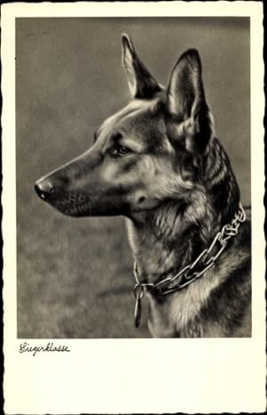 Ansichtskarte / Postkarte Siegerklasse, Schäferhund, Halsband, Portrait - NPG 4086