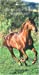 Bild des Verkufers fr Le Quarter Horse, cheval unique et multiple (French Edition) [FRENCH LANGUAGE - Soft Cover ] zum Verkauf von booksXpress