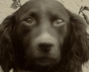 France Chartres Dog posing in Garden Old amateur Photo 1920