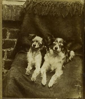 France Dogs posing on a chair Old amateur Photo 1900