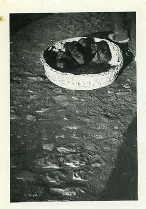 France litter of dogs puppies 2 Old amateur Photos 1950