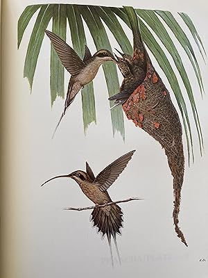 Seller image for Beija-Flores do Estado do Espirito Santo / Hummingbirds of Sate of Espirito Santo. for sale by ShepherdsBook