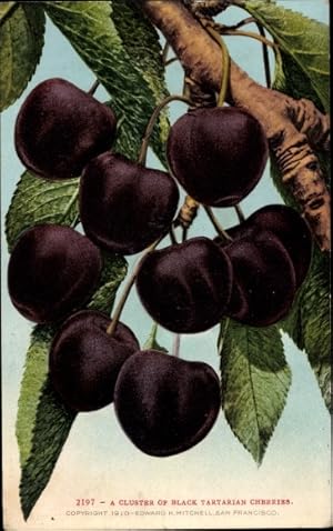 Ansichtskarte / Postkarte USA, Schwarzkirschen an einem Zweig