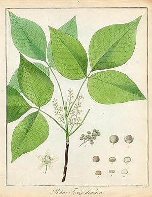 Rhus Toxicodendron ((Eichenblättriger Giftsumach). Original kolorierter Holzstich um 1850