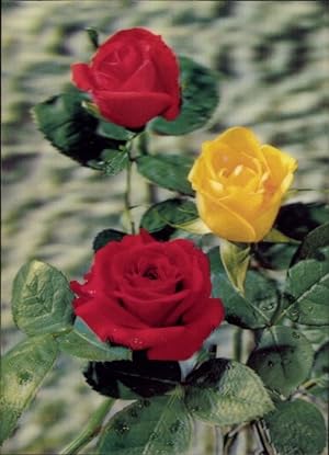 3-D Ansichtskarte / Postkarte Rosenblüten, Gelbe und rote Rosen, Blumen