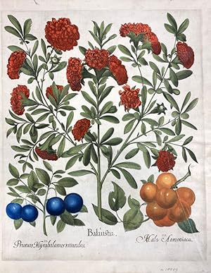 "I. Balaustia, II. Prunus Myrobalanus rotundus, III. Mala Armeniaca",