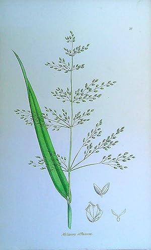 Image du vendeur pour Antique Print: Grasses of Great Britain - Milium effusum mis en vente par Pendleburys - the bookshop in the hills