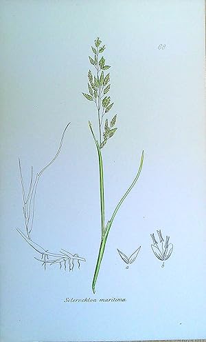 Image du vendeur pour Antique Print: Grasses of Great Britain - Sclerochloa maritima mis en vente par Pendleburys - the bookshop in the hills