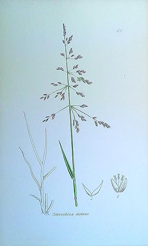 Image du vendeur pour Antique Print: Grasses of Great Britain - Sclerochloa distans mis en vente par Pendleburys - the bookshop in the hills