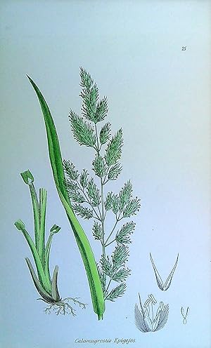 Image du vendeur pour Antique Print: Grasses of Great Britain - Calamagrostis Epigejos mis en vente par Pendleburys - the bookshop in the hills