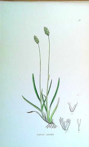 Image du vendeur pour Antique Print: Grasses of Great Britain - Sesleria coerulea mis en vente par Pendleburys - the bookshop in the hills