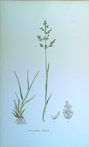 Image du vendeur pour Antique Print: Grasses of Great Britain - Sclerochloa Borreru mis en vente par Pendleburys - the bookshop in the hills