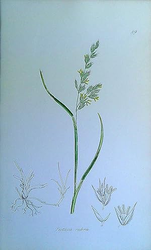 Image du vendeur pour Antique Print: Grasses of Great Britain - Festuca rubra mis en vente par Pendleburys - the bookshop in the hills