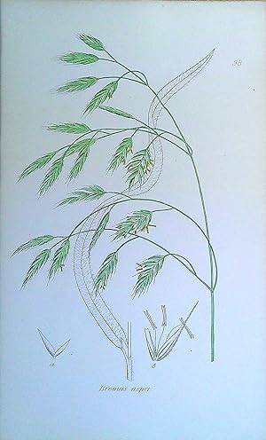 Image du vendeur pour Antique Print: Grasses of Great Britain - Bromus asper mis en vente par Pendleburys - the bookshop in the hills