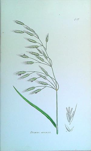 Image du vendeur pour Antique Print: Grasses of Great Britain - Bromus arvensis mis en vente par Pendleburys - the bookshop in the hills