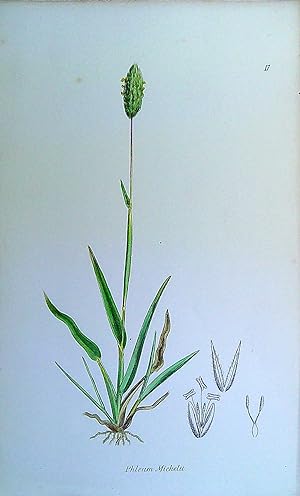 Image du vendeur pour Antique Print: Grasses of Great Britain - Phleum Michelu mis en vente par Pendleburys - the bookshop in the hills