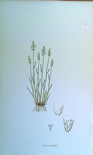 Image du vendeur pour Antique Print: Grasses of Great Britain - Aira proecox mis en vente par Pendleburys - the bookshop in the hills