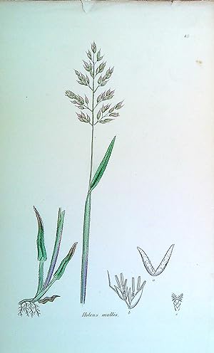 Image du vendeur pour Antique Print: Grasses of Great Britain - Holcus mollis mis en vente par Pendleburys - the bookshop in the hills