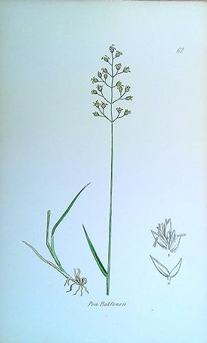 Image du vendeur pour Antique Print: Grasses of Great Britain - Poa Balfourii mis en vente par Pendleburys - the bookshop in the hills