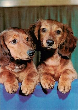 Postkarte Carte Postale 73940459 Dackel Dachshund Teckel Hunde dogs Chiens Cani zwei Hunde