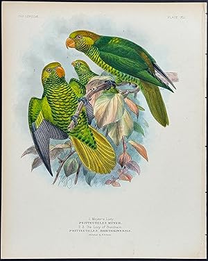 Meyer's Lory, Lory of Bonthain